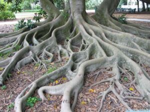 TreeRoot